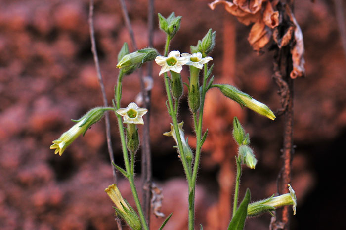 Desert Tobacco may be an annual, biennial or perennial species. It grows to 2 ½ feet tall and blooms from March to June or throughout the year with proper rainfall. Nicotiana obtusifolia 